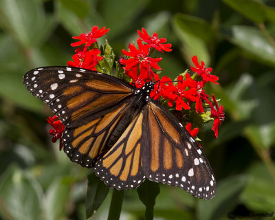 Monarch Butterfly  Danaus plexippus