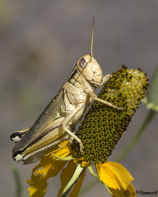 Melanoplus bivittatus femoratus  Spur-throated Grasshopper