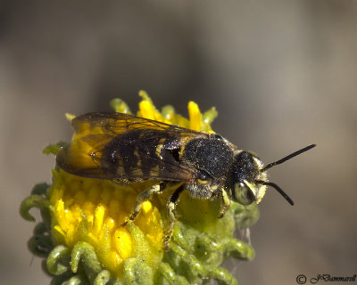 Dianthidium  