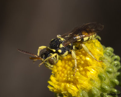 Nomada Bee  Cuckoo Bee