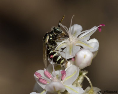 Calliopsis