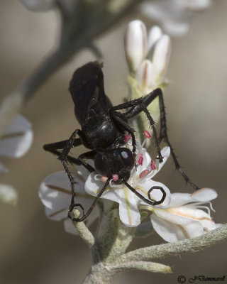 Spider Wasp female