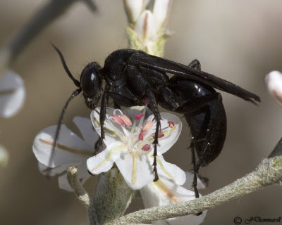 Spider Wasp