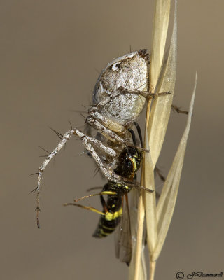 Western Lynx Spider  Oxyopes scalaris