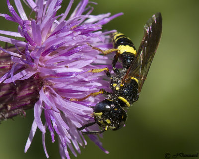 Philanthus gibbosus  Beewolf