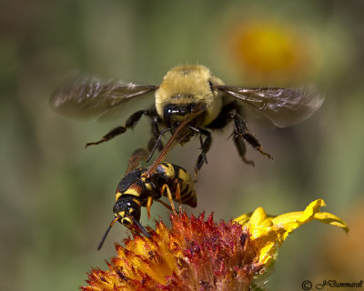 Bombus species and Euodynerus hidalgo