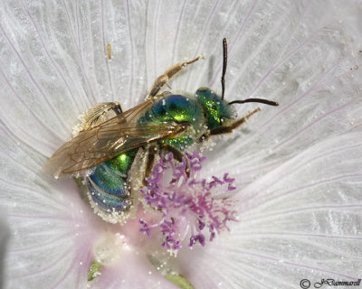 Agapostemon   Green Sweat Bee