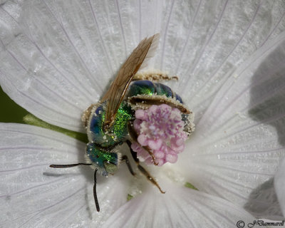 Agapostemon   Green Sweat Bee