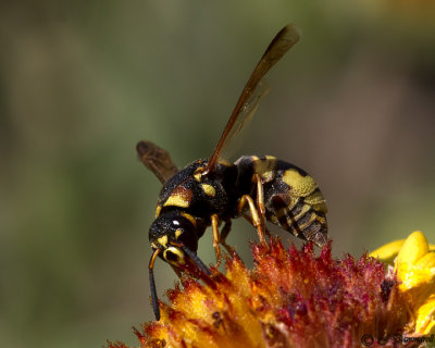 Euodynerus  Potter Wasp