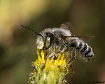 Megachile Bee
