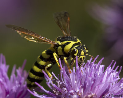 Pseudomasaris edwardsii  Pollen Wasp