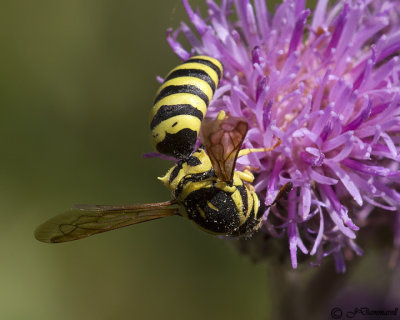 Pseudomasaris edwardsii  Pollen Wasp