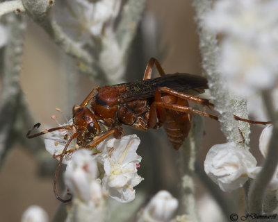 Tachypompilus  Spider Wasp