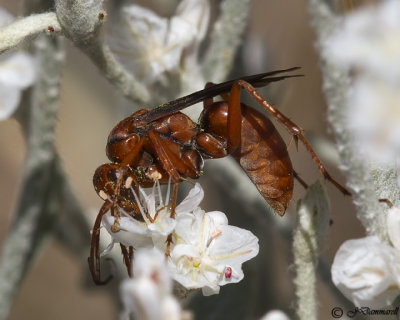 Tachypompilus  Spider Wasp