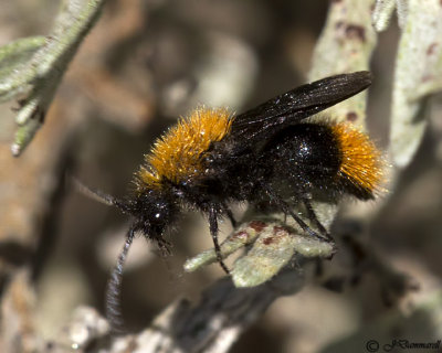 Dasymutilla  Velvet Ant