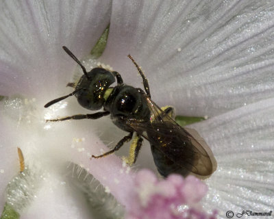 Ceratina  Carpenter Bee