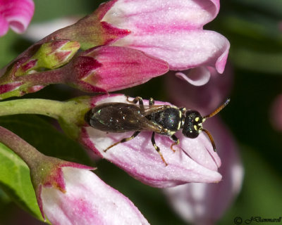 Hyleus Bee