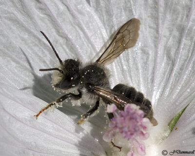 Megachile Bee