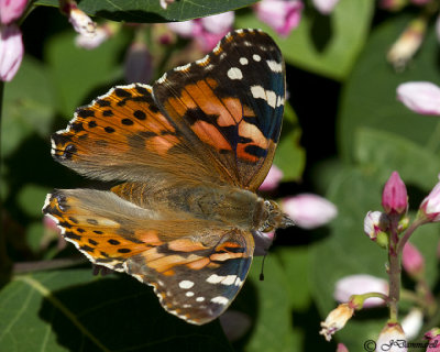 Painted Lady Butterfly  Vanessa cardui