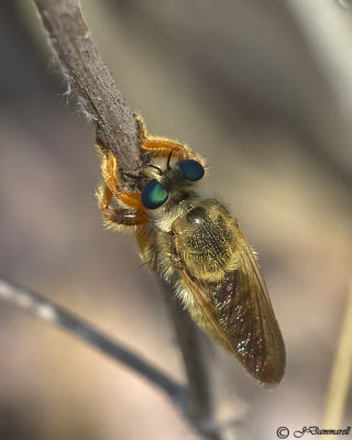 Megaphorus  Robber Fly