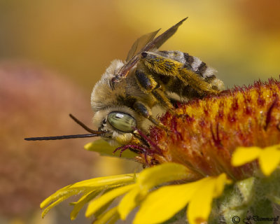 Melissodes Long-horned Bee
