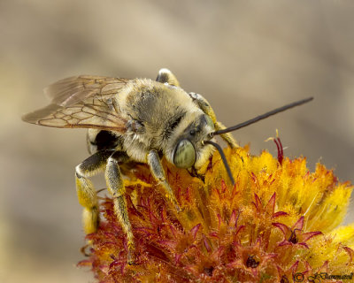 Melissodes Long-horned Bee
