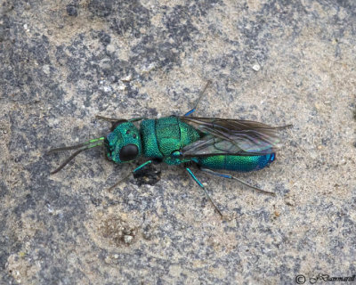 Chrysis Cuckoo Wasp