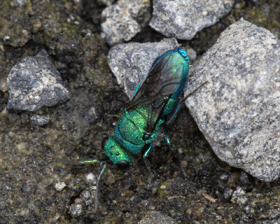 Chrysis Cuckoo Wasp