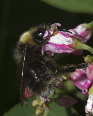 Western Bumble Bee  Bombus occidentalis