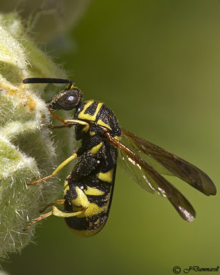 Leucospis female  Chalcid Wasp