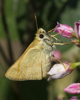 Woodland skipper  Ochlodes sylvanoides