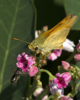 Woodland Skipper and Bee