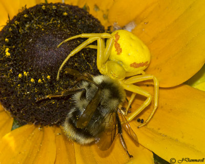 Misumena vitae female Dining On Bombus bifarius