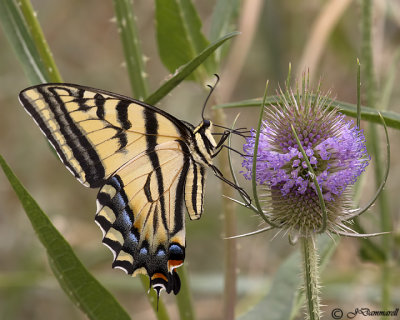 Swallowtail  Papilio