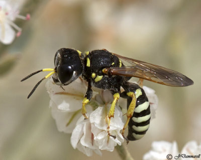 Crabro  Square-headed Wasp