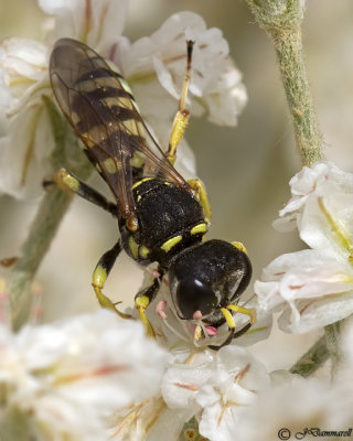 Crabro  Square-headed Wasp