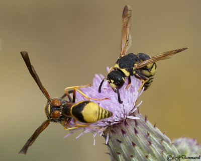 Potter Wasps