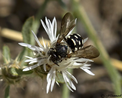 Dianthidium Bee