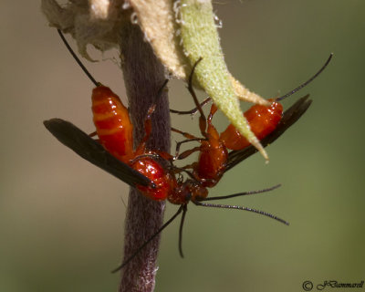 Braconid Wasps