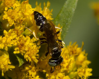 Philanthus  Beewolf Wasp