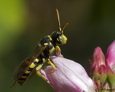 Nomada  Cuckoo Bee