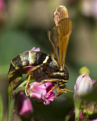 Clearwing Moth Synanthendon bibionipennis