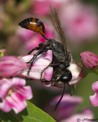 Prionyx Wasp on Dogbane