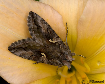 Common looper moth autographa precationis