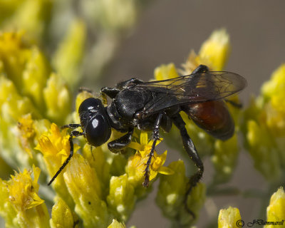Larropsis Wasp