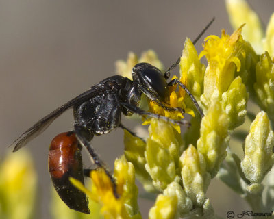Larropsis Wasp