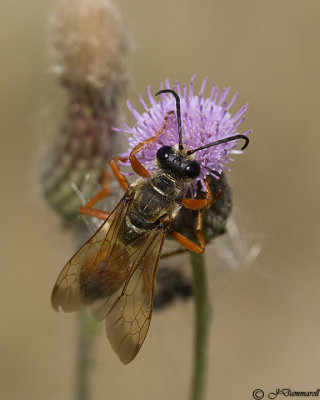 Great Golden Digger Wasp  Sphex ichnumoneus