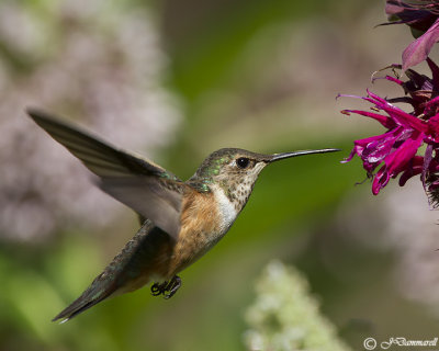 Rufus Hummingbird