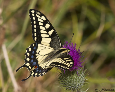 Oregon Swallowtail  Papilio oregonius