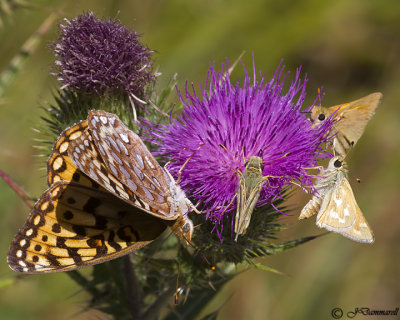 Zerene Fritillary, Western Branded and Woodland Skippers